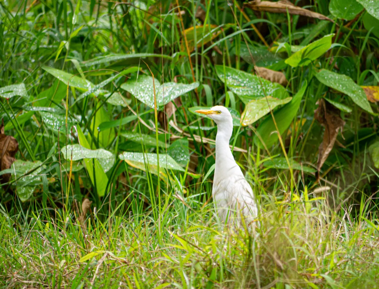 Heron Cattle Egret / Garza ganadera (Bubulcus ibis)