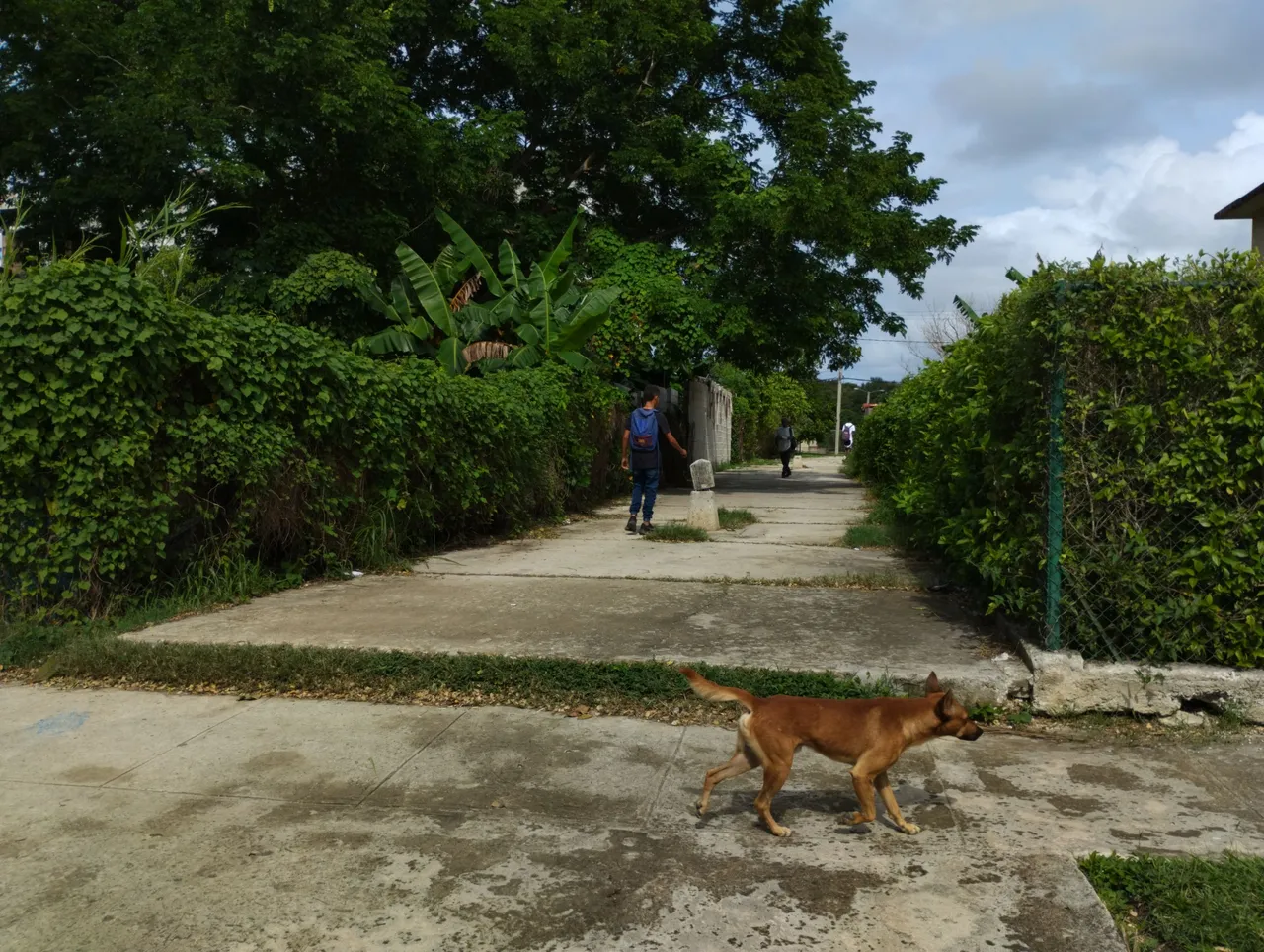 A boy with a little bird cage, a little dog who was also walking... everything seemed very nice.