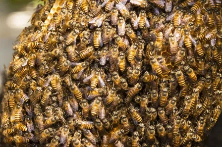 honey-1495315_1280.jpg