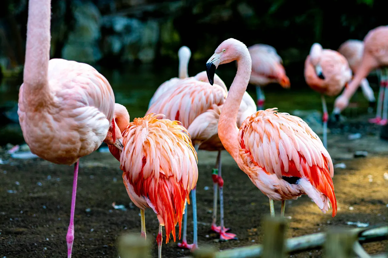 There are several types of flamingos at the zoo