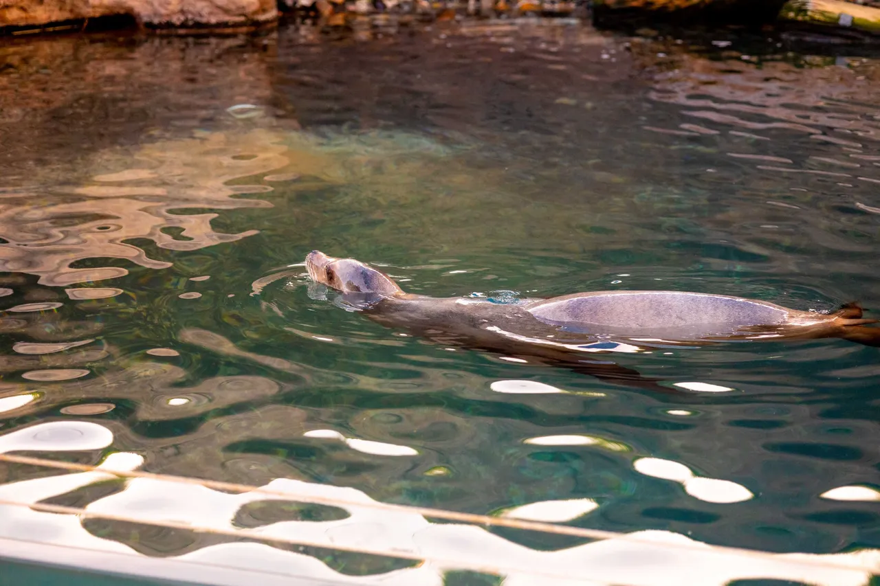 Happily swimming around