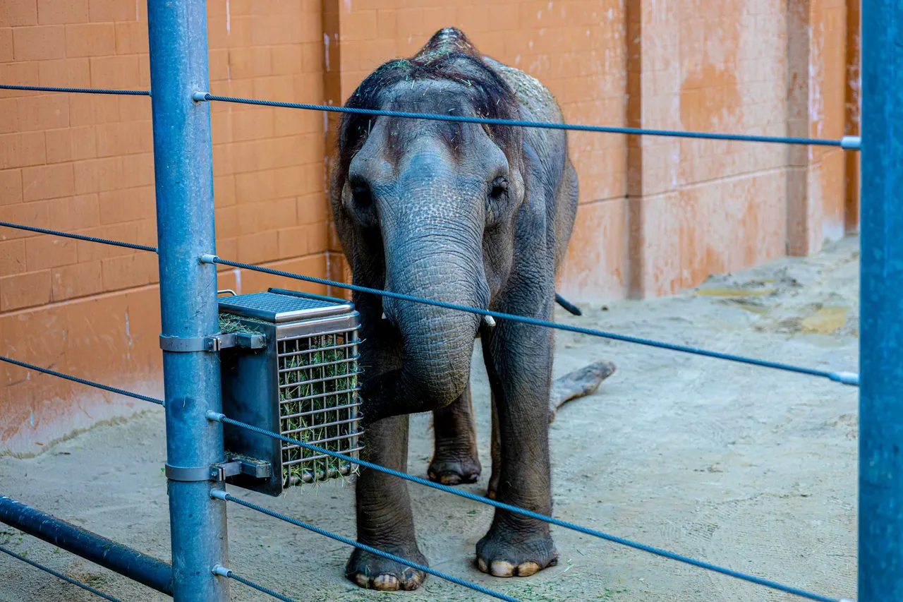 This elephant looked so dejected