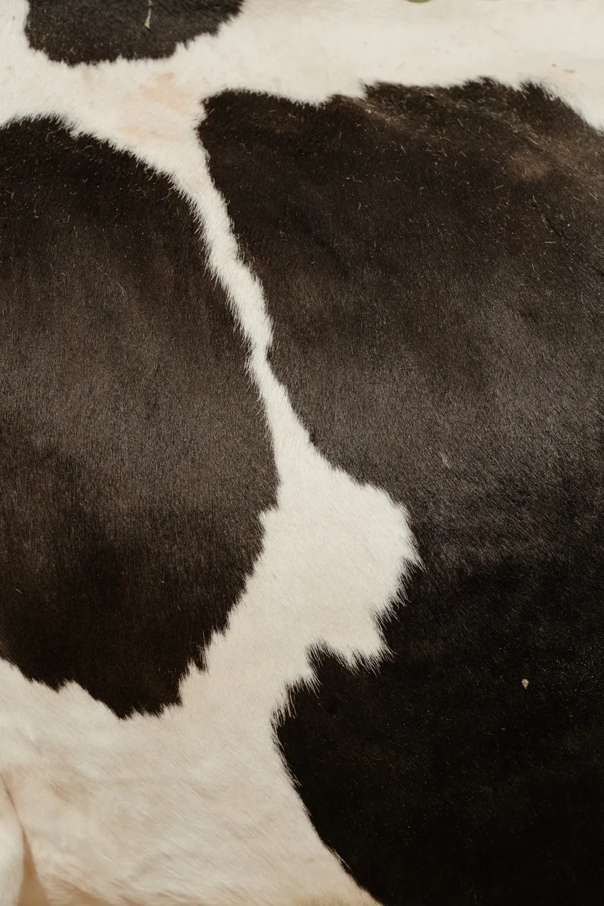 pexels-cottonbro-studio-4909819.jpg