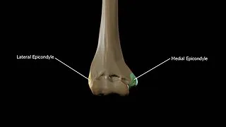 320px-Medial-epicondyle-and-lateral-epicondyle.jpg