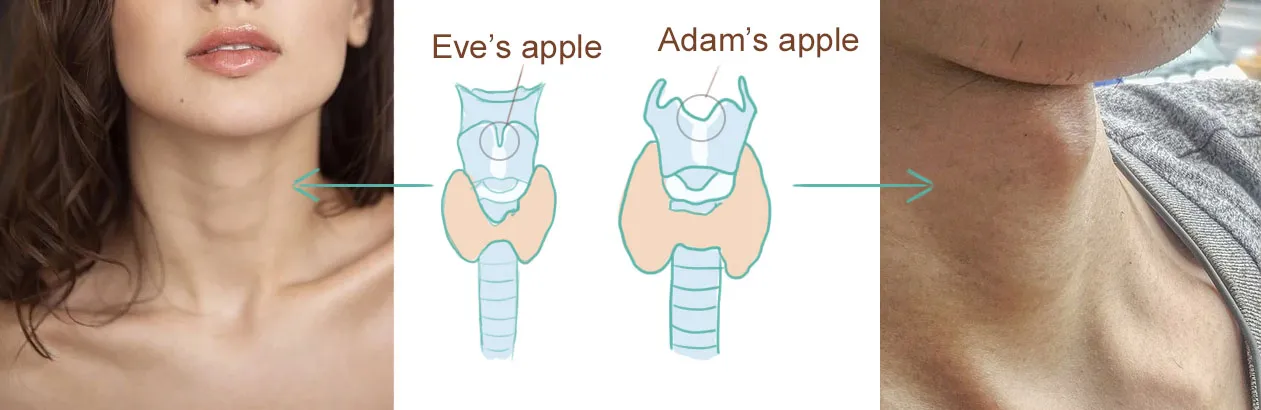 THYROID.jpg