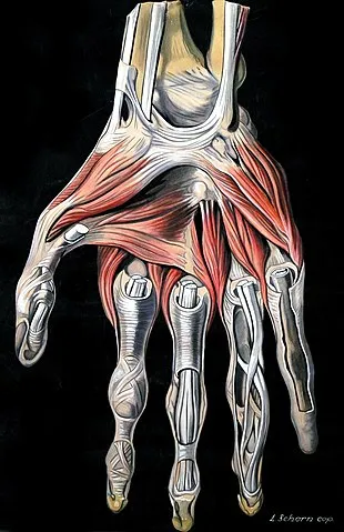 Elisa Schorn/ Double-M from Athens, GA, USA, CC BY 2.0 https://creativecommons.org/licenses/by/2.0, via Wikimedia Commons