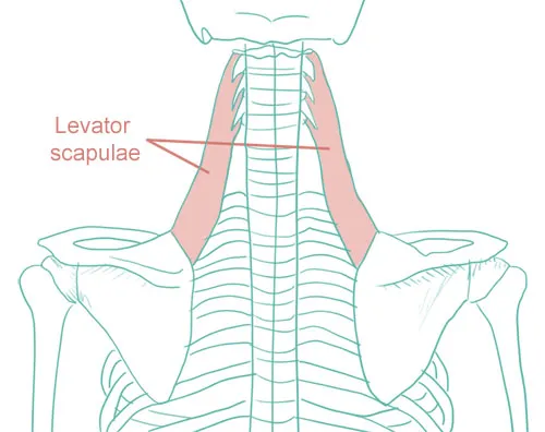 levator muscle.jpg