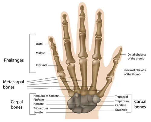Pediatric Bone Age Assessment Using Deep Convolutional Neural Networks - Scientific Figure on ResearchGate.