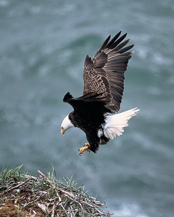 eagles-nest-142700_960_720.jpg