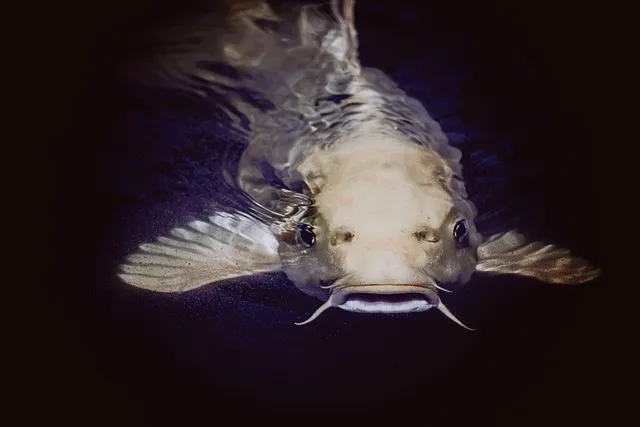 catfish-g308902c07_640.jpg