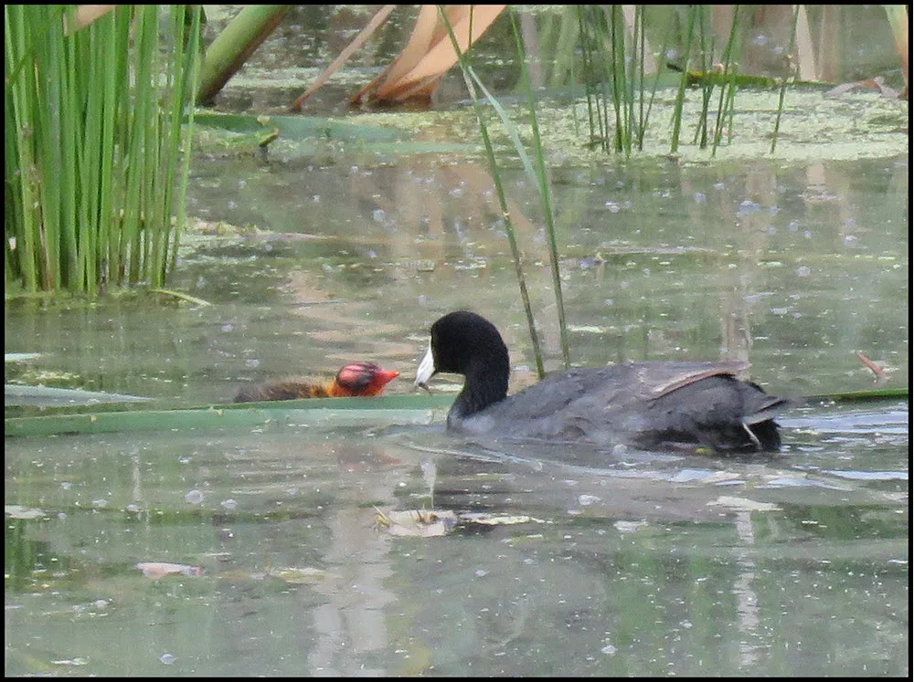 coot bringing food to its bald headed duckling.JPG