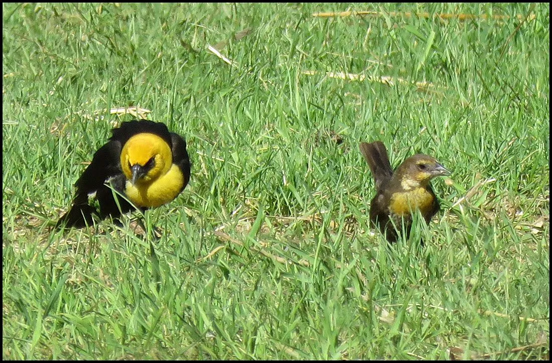 male and female yellow headed blackbirds.JPG