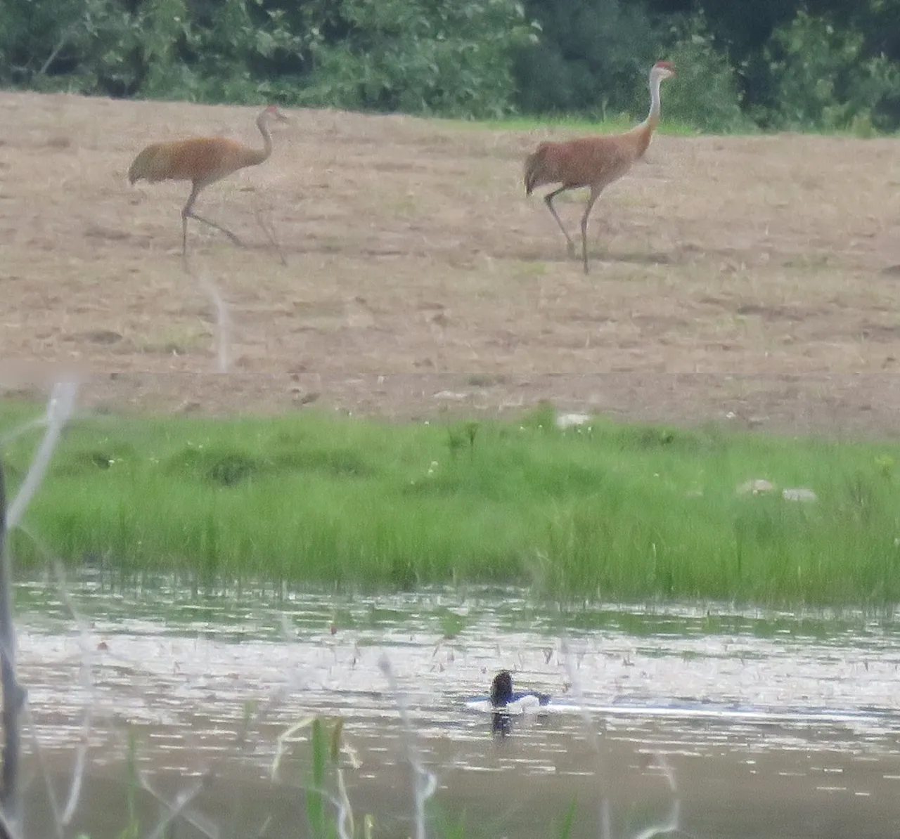 pair sandhill cranes walking through field by pond with duck.JPG