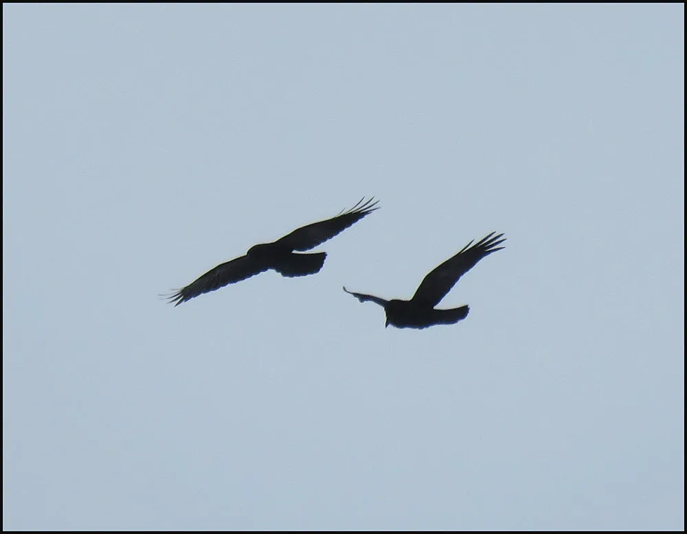 pair of ravens in flight.JPG