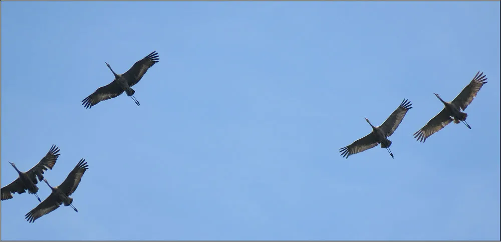 close up 5 snadhill cranes in flight.JPG