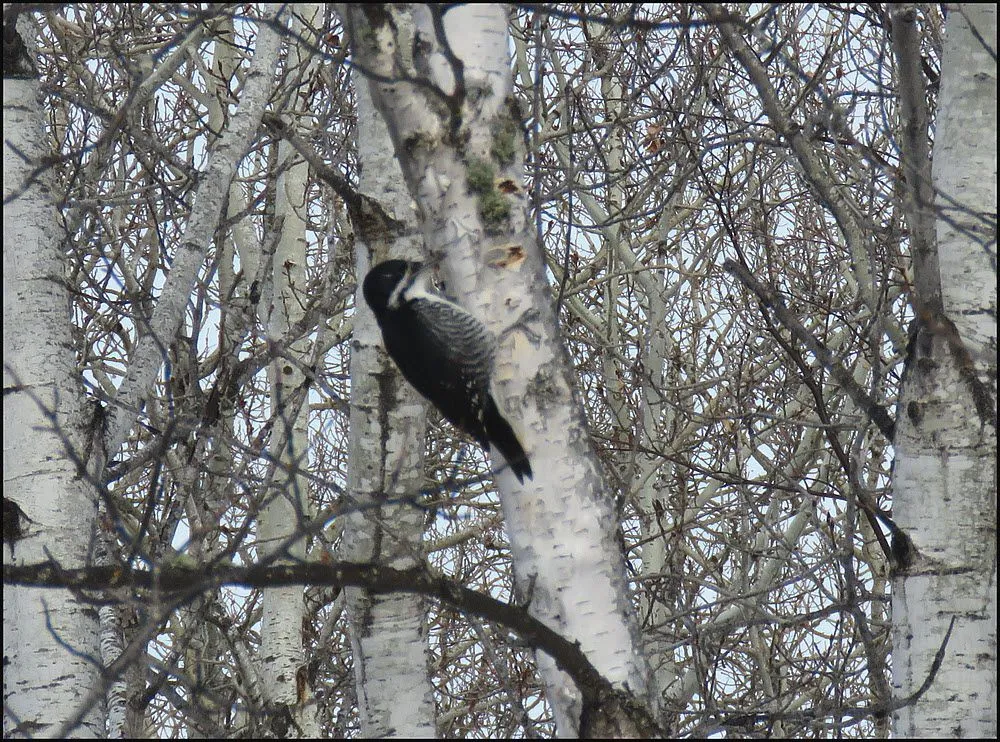 black backed woodpecker on poplar tree.JPG