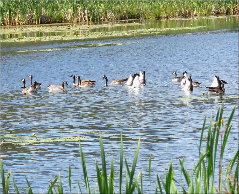 family of geese feeding in the pond some bottoms up.JPG