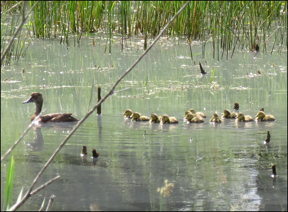 female canvasback duck with 11 ducklings swimming behind her.JPG