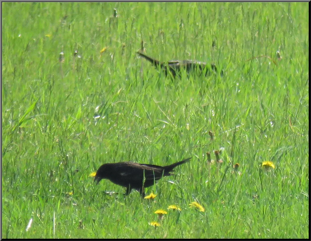 ravens feeding in grass.JPG