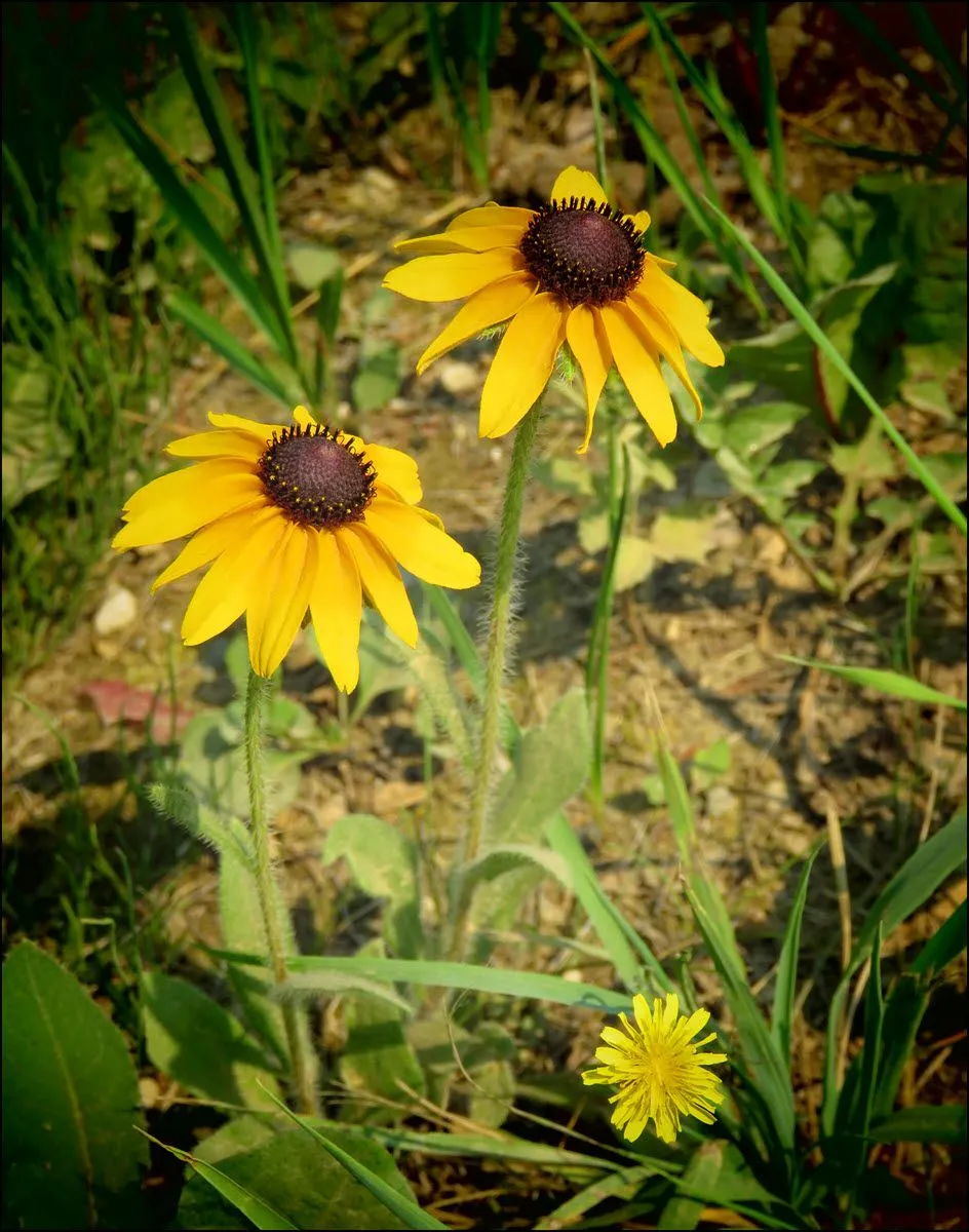 close up 2 brown eyed susans 1 sow thistle bloom.JPG