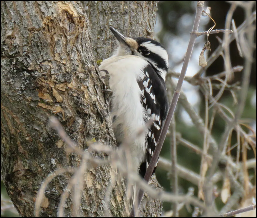 woodpecker clinging to tree trunk.JPG