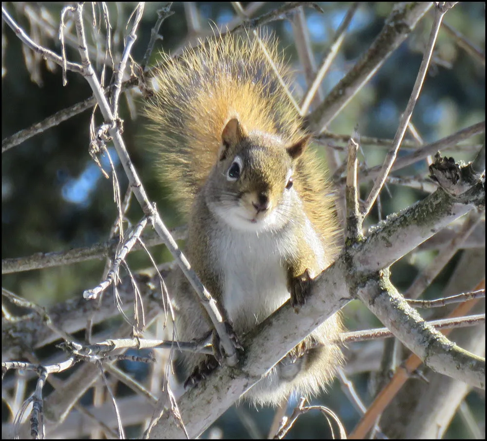 cute squirrel looking at me from maple tree.JPG