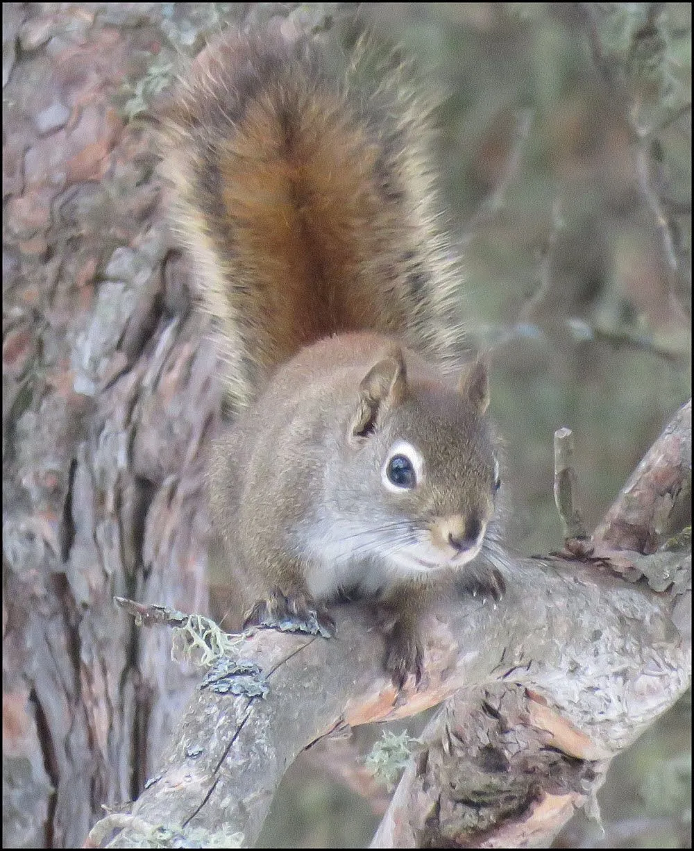 squirrel looking at us from pine tree.JPG