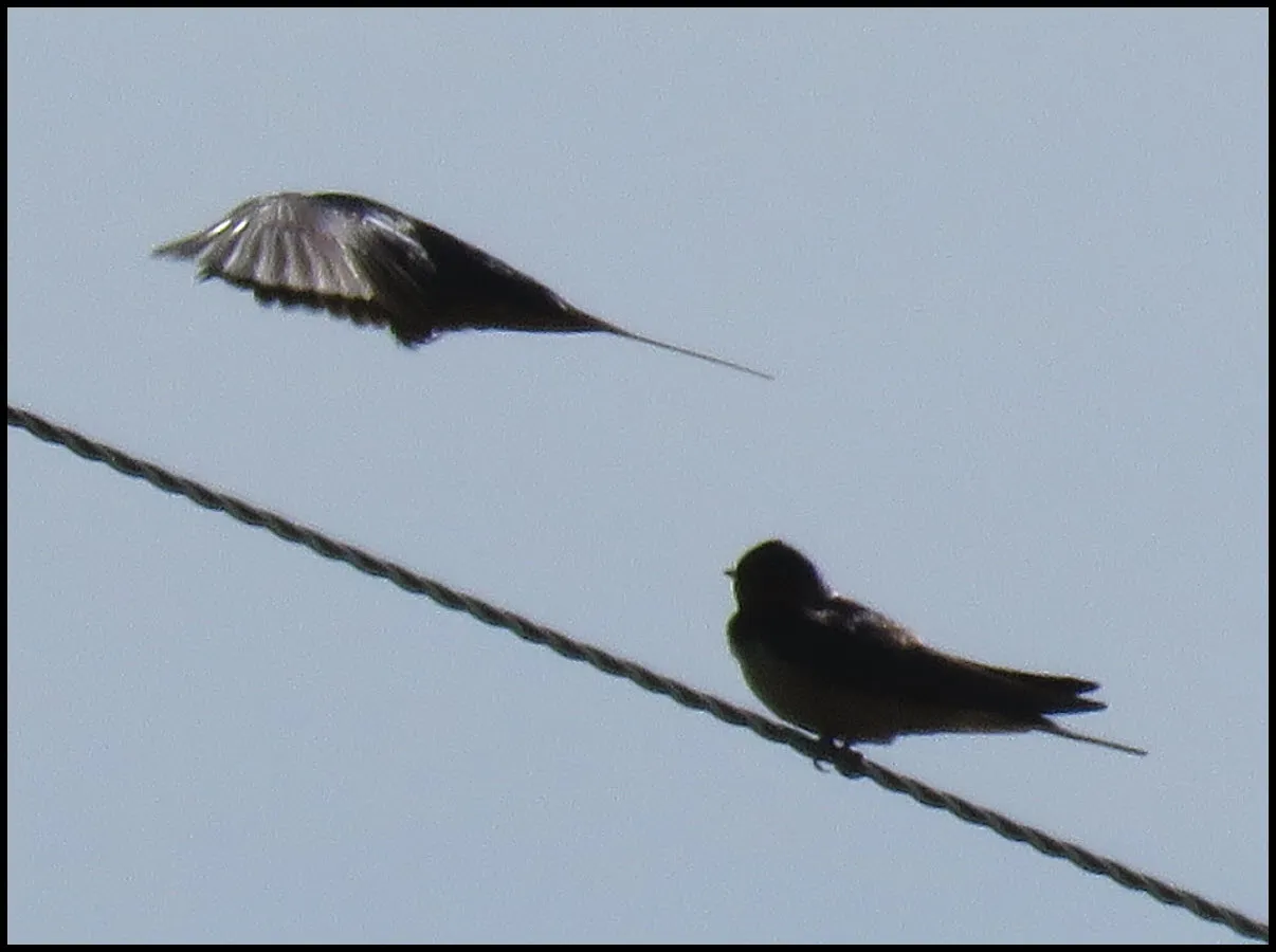 bird taking flight from wire.JPG