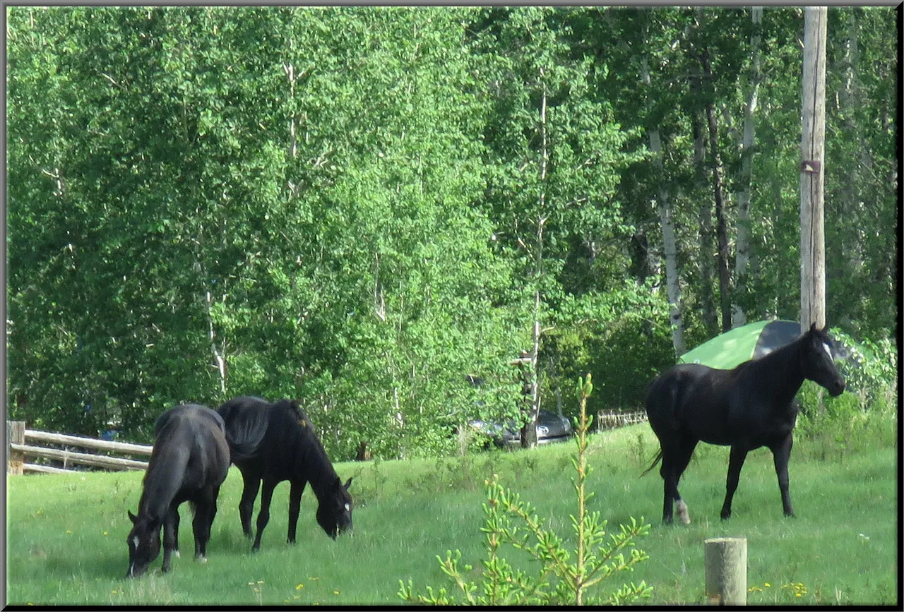 3 black horses grazing in the green grass.JPG