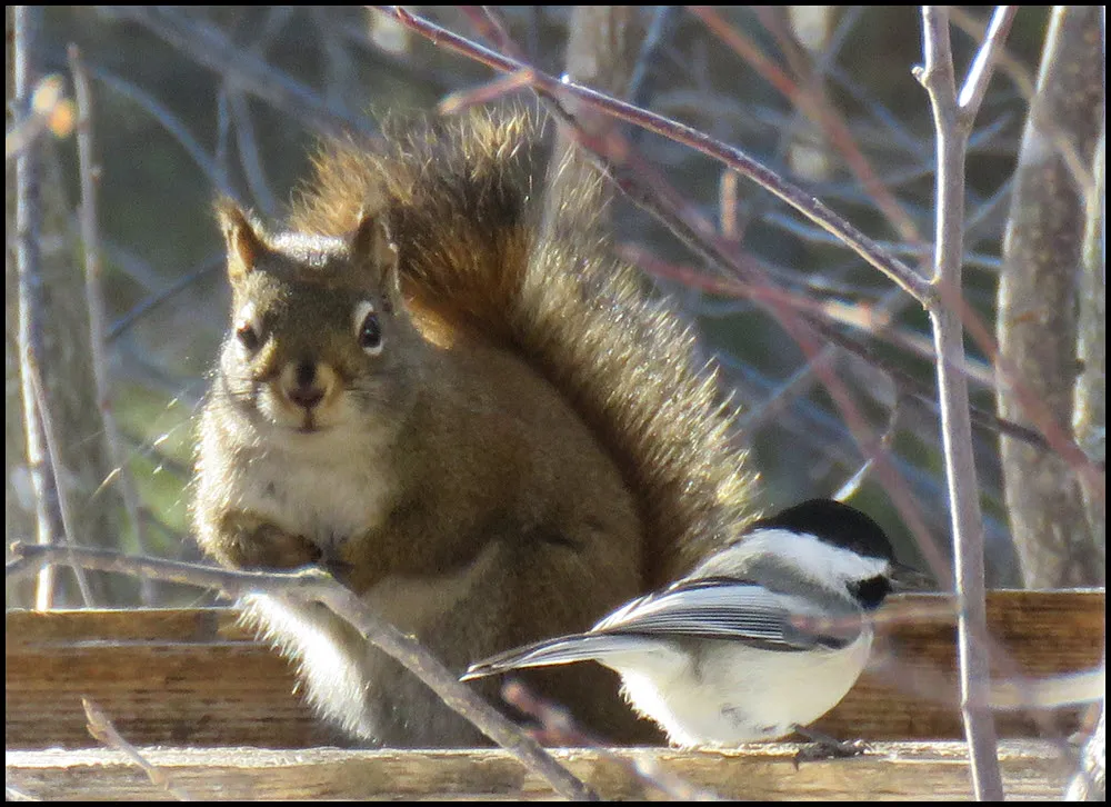 squirrel and chickadee at feeder.JPG