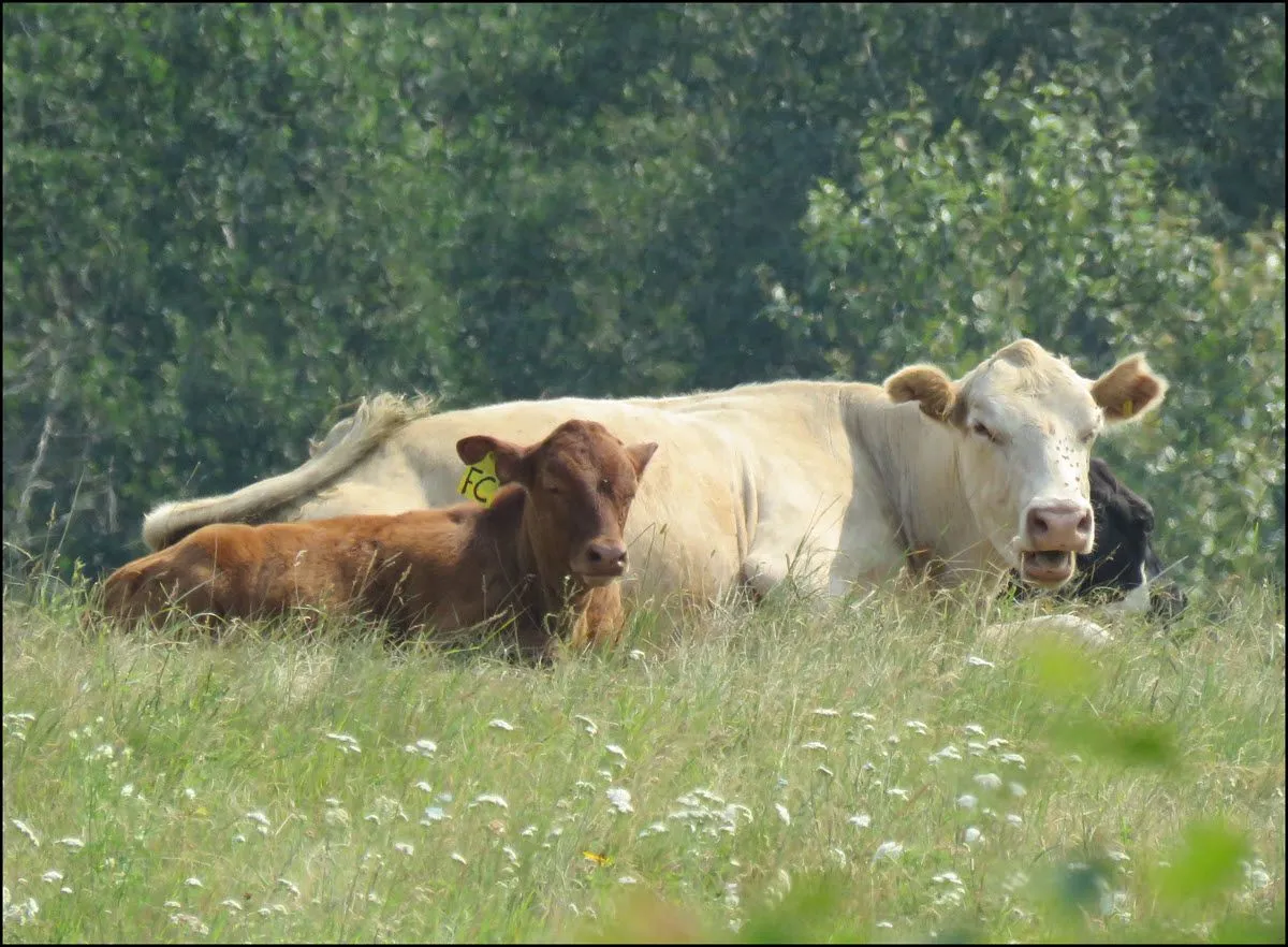 close up cow and calf lying in grass.JPG