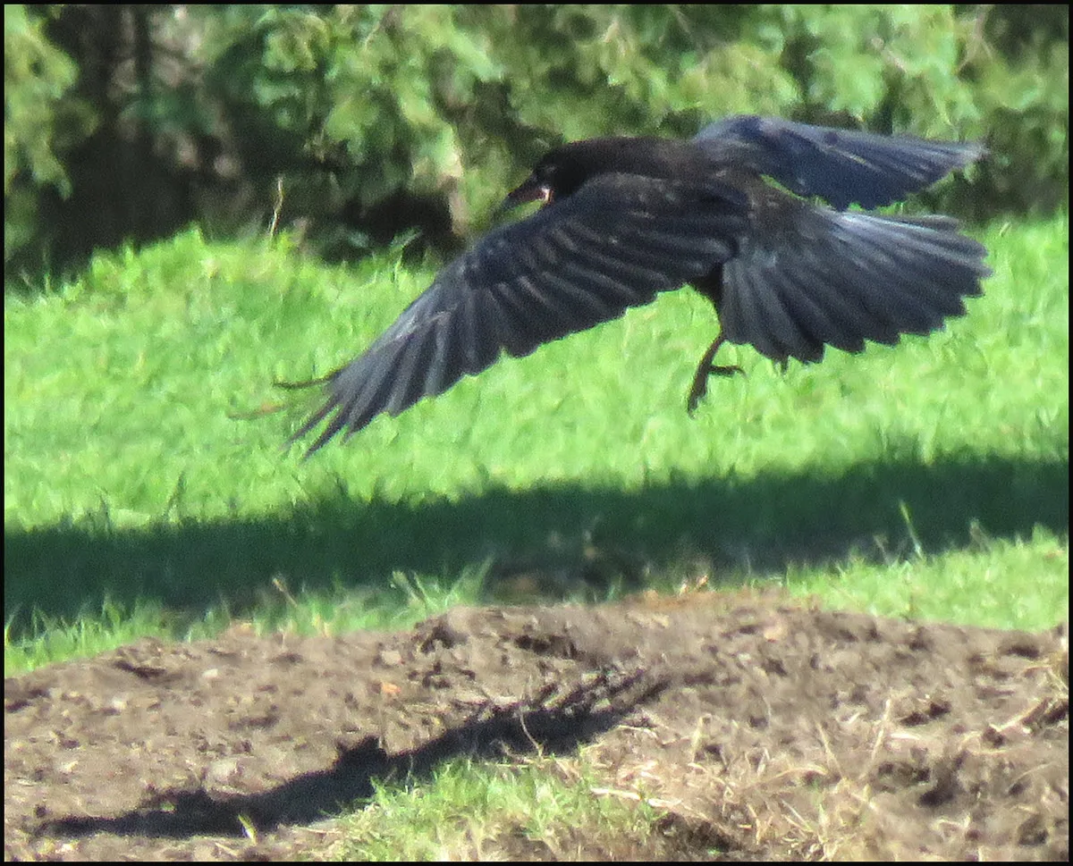 close up raven flying low close to ground.JPG
