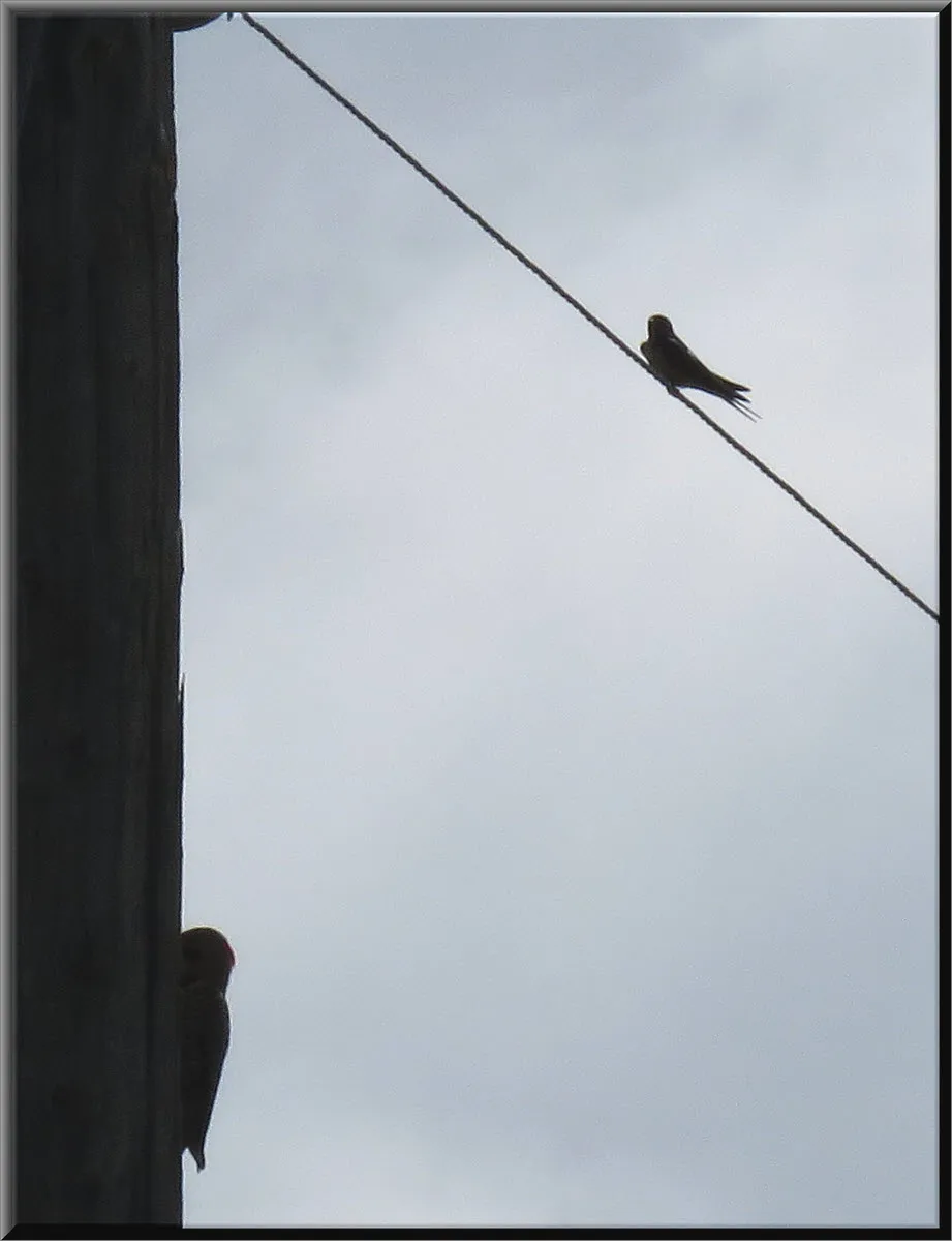 swallow on wire woodpecker on pole.JPG