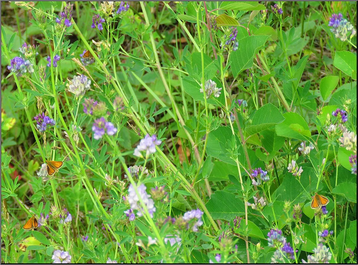 3 klipper butterflies on alfalfa blooms.JPG