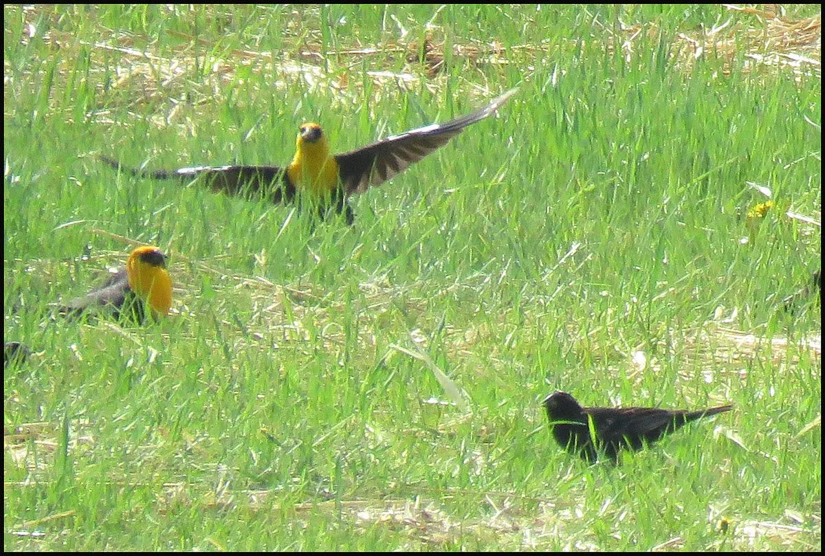 3 blackbirds 2 yellowheaded 1 wings spread.JPG
