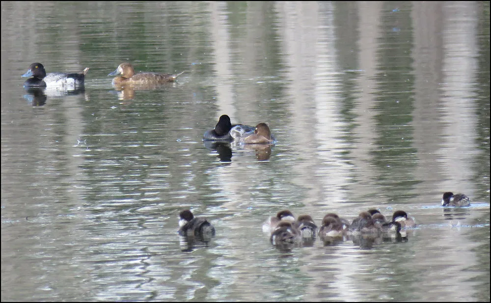 2 pairs ringnecked ducks in water by bufflehead ducklings.JPG