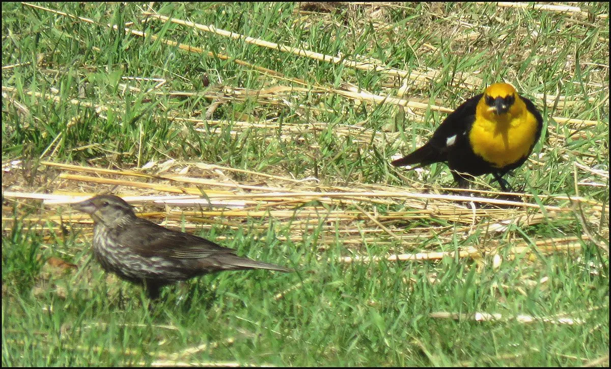 pair yellow headed blackbird.JPG