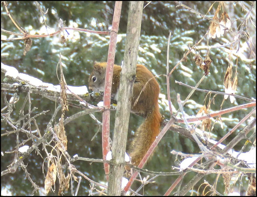 squirrel hanging over snowy branch.JPG
