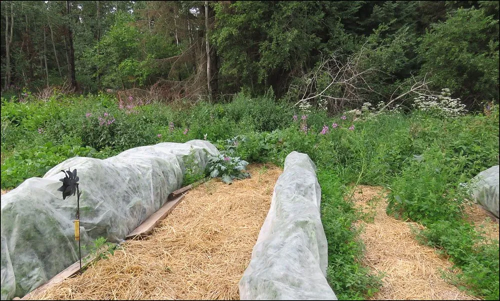 side view of new garden looking from spruce towards cucumbers and wildflowers.JPG