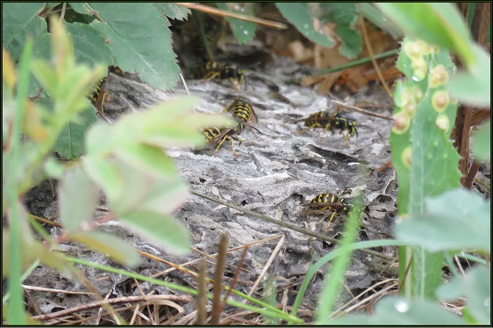wasps on ground nest in grasses and shrubs.JPG