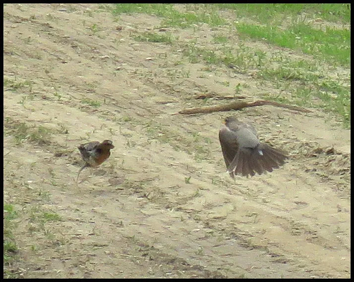 Momma robin flying to fledgling on ground.JPG