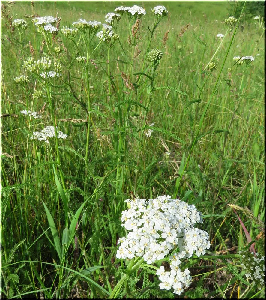 close up yarrow bloom with others in background.JPG