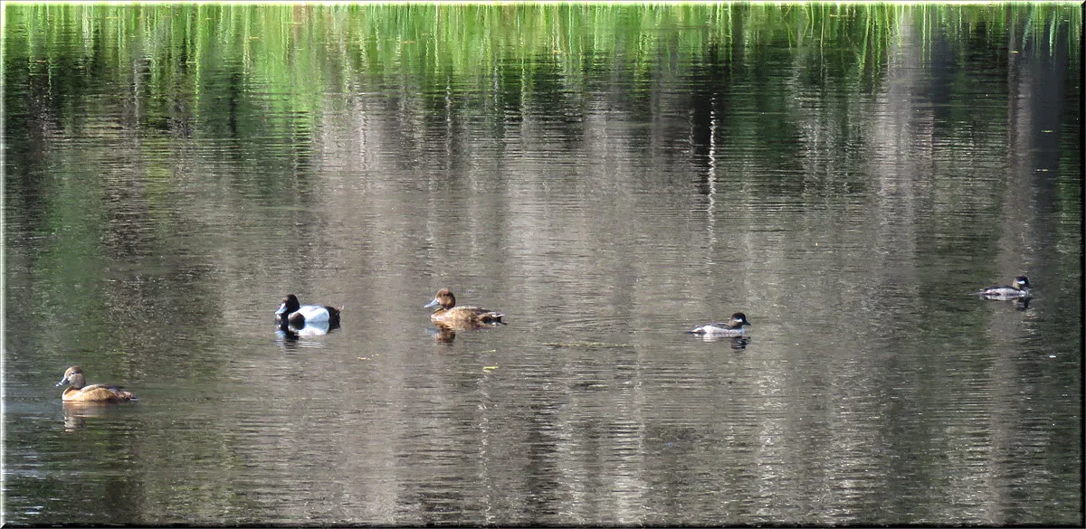 3 golden eye ducks 2 bufflehead ducks on pond.JPG