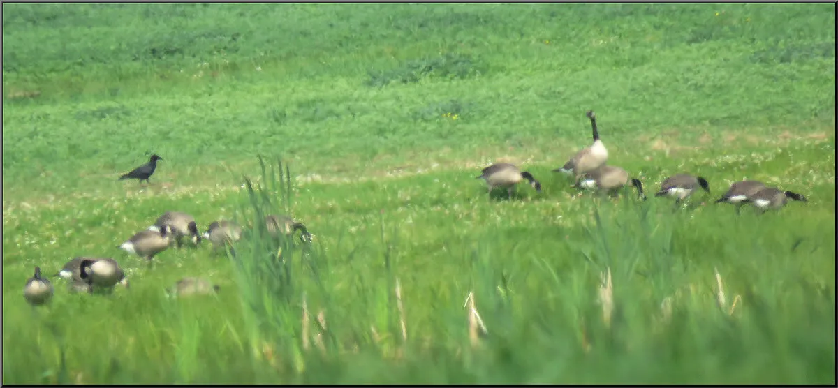 full goose family out grasing in grass.JPG