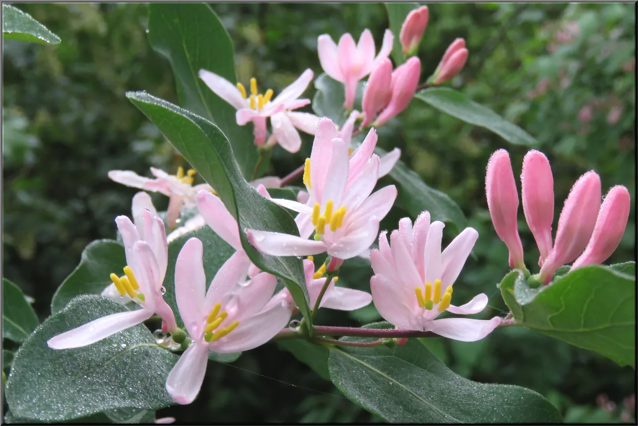 close up honeysuckle blooms with raindrops.JPG