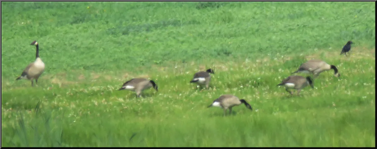 male goose looking over mostly grown gosling grazing in grass raven.JPG