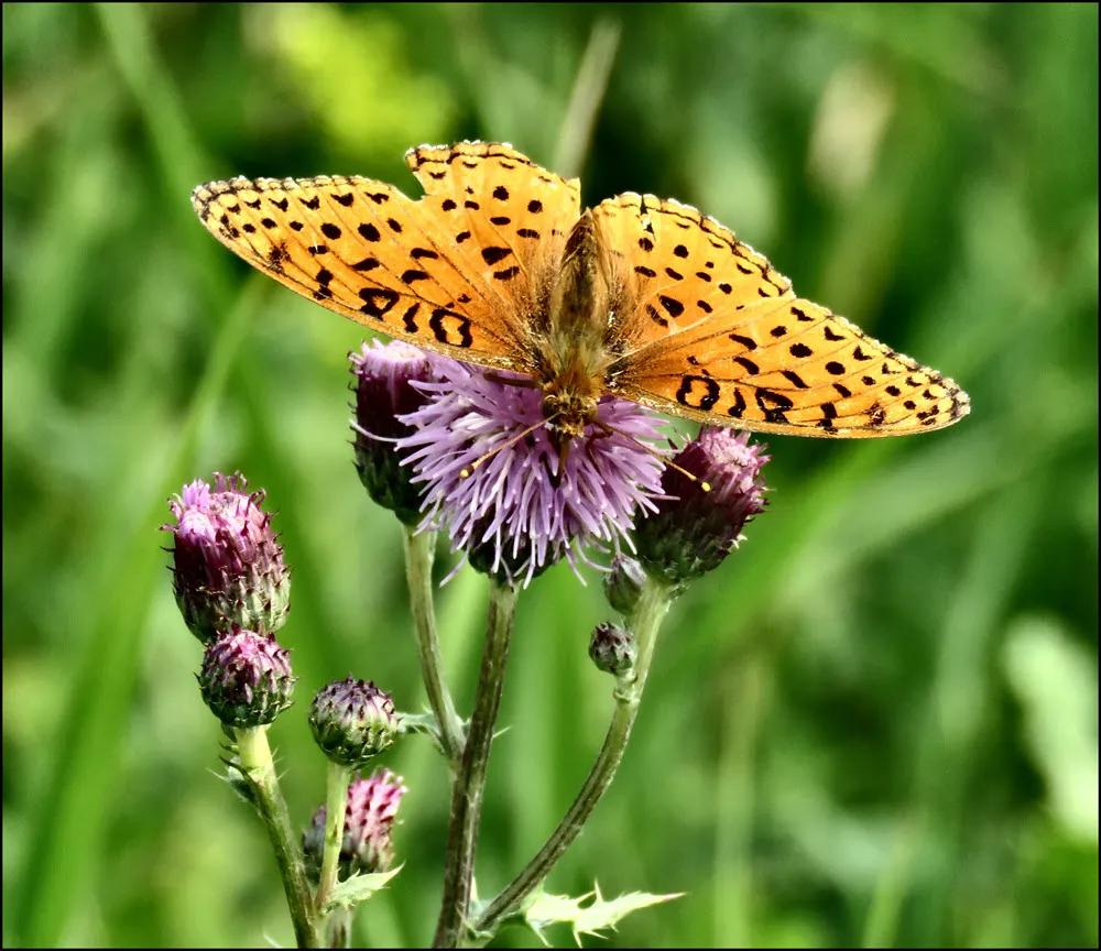 close up  butterfly on thistle booms.JPG