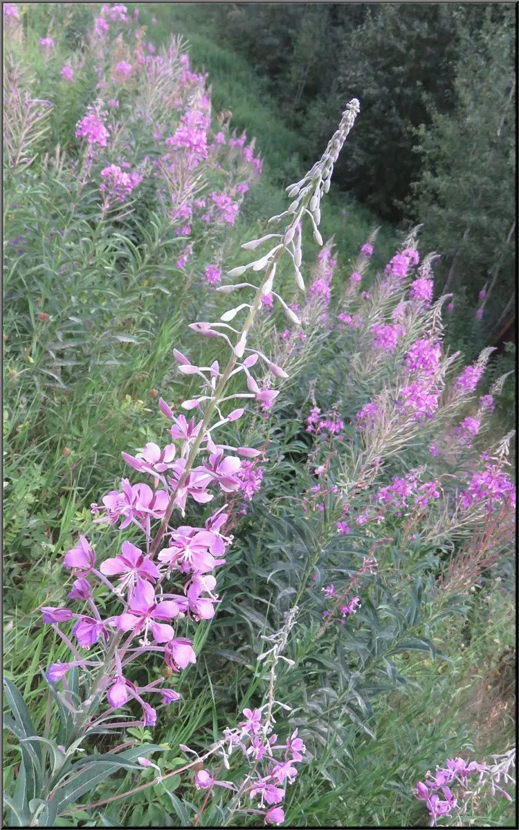 close up fireweed bloom with others behind it.JPG