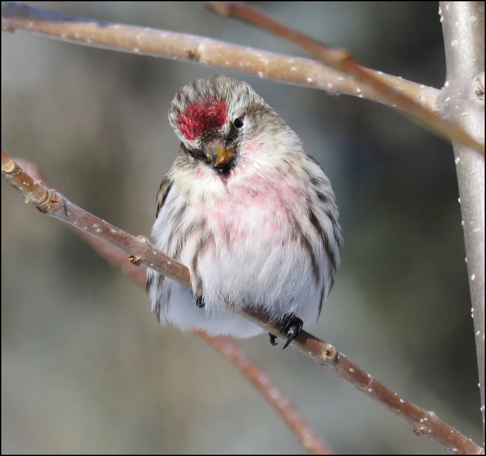 close up redpoll sitting on branch head tilted.JPG