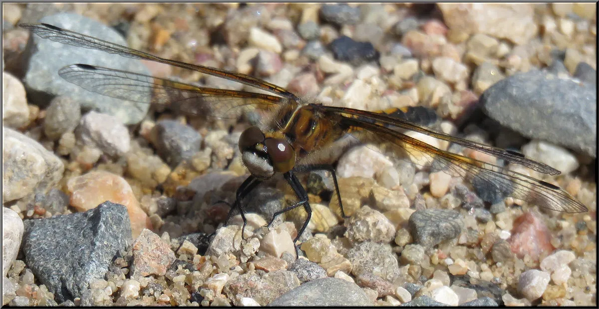 close up front view of dragonfly.JPG